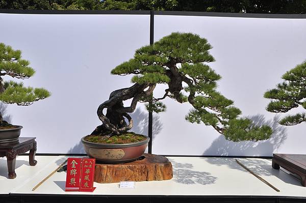 2025台中盆栽展_042.JPG