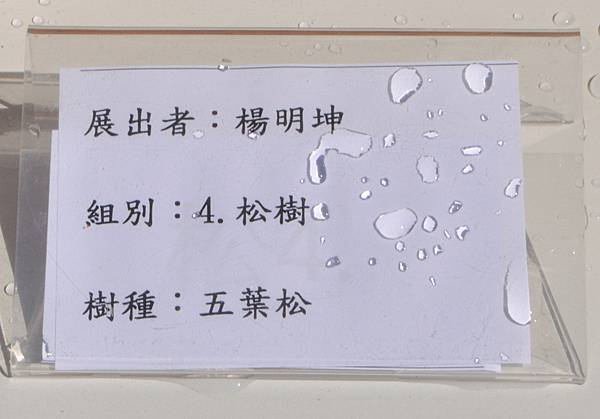 2025台中盆栽展_043.JPG