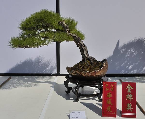 2025台中盆栽展_059.JPG