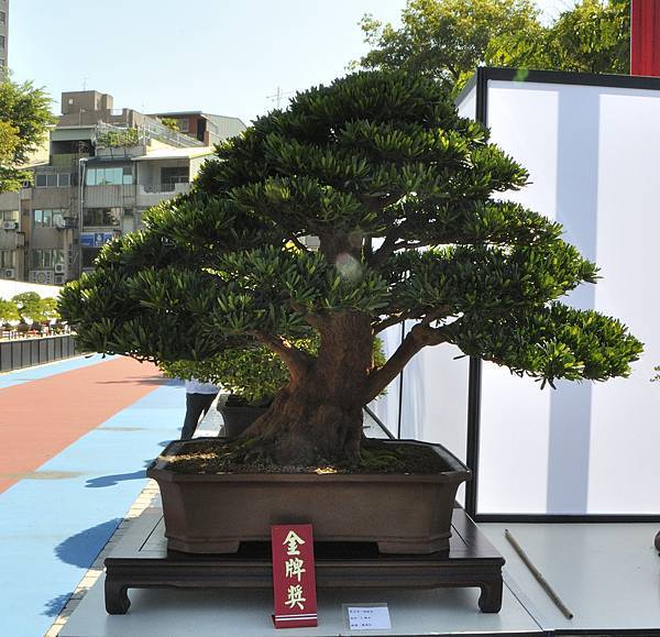 2025台中盆栽展_069.JPG