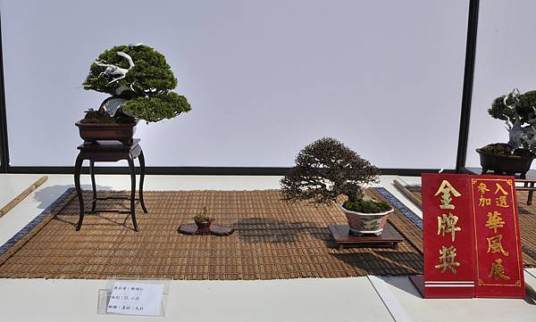 2025台中盆栽展_079.JPG