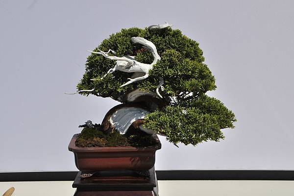 2025台中盆栽展_081.JPG