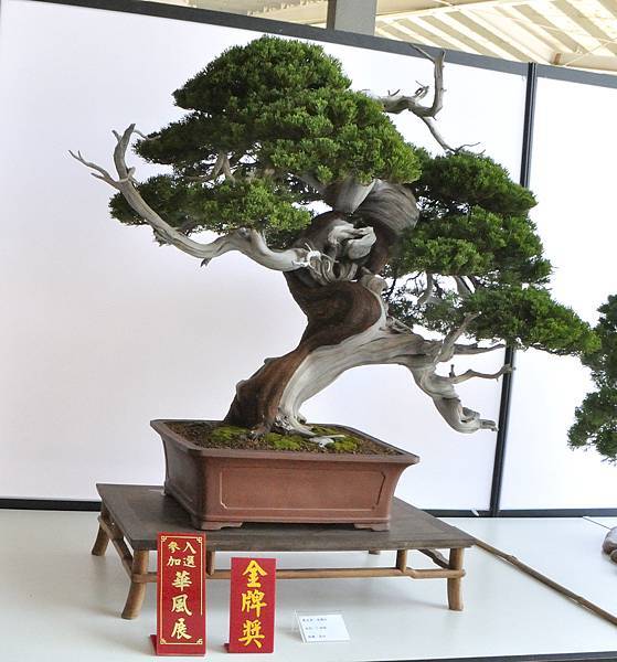 2025台中盆栽展_098.JPG