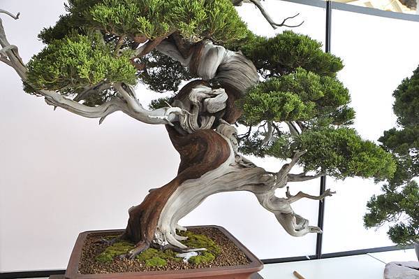 2025台中盆栽展_101.JPG