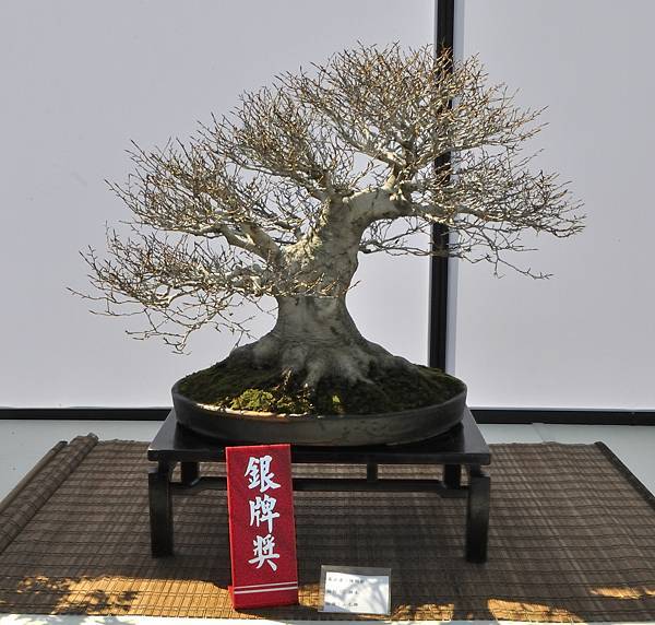 2025台中盆栽展_106.JPG