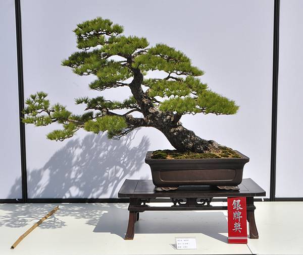 2025台中盆栽展_110.JPG