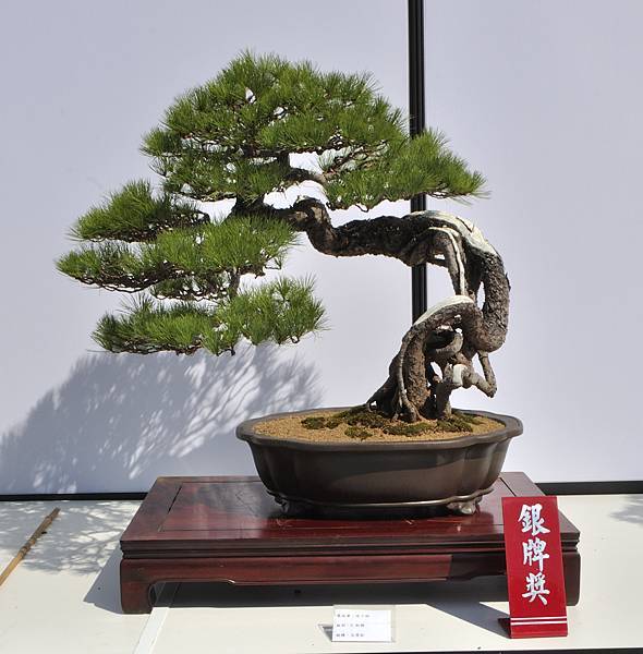 2025台中盆栽展_118.JPG