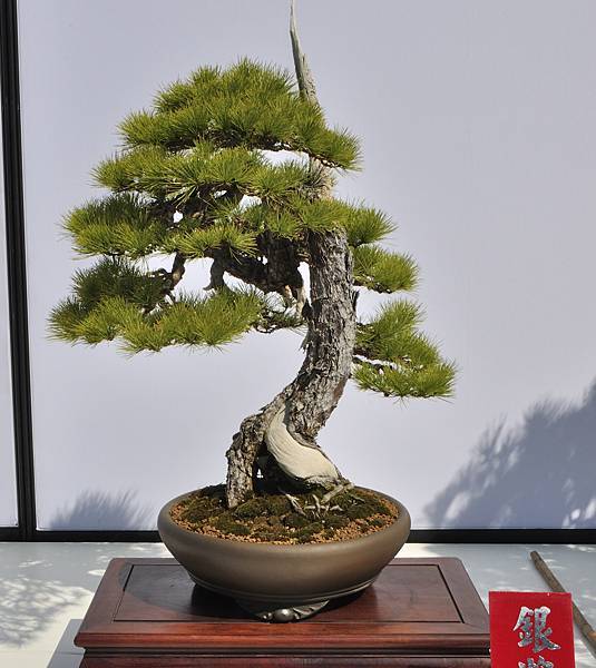 2025台中盆栽展_117.JPG