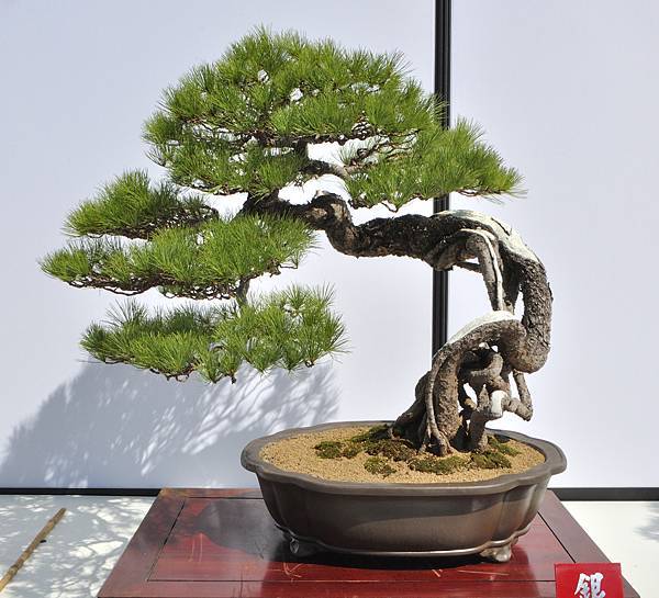 2025台中盆栽展_121.JPG