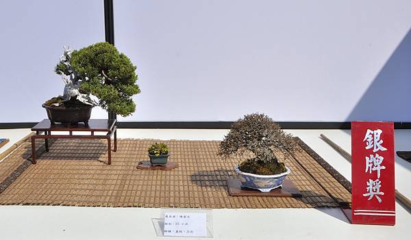 2025台中盆栽展_122.JPG