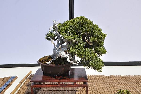 2025台中盆栽展_123.JPG