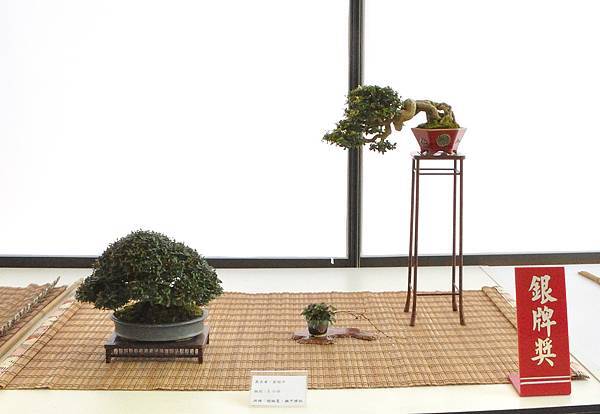 2025台中盆栽展_129.JPG