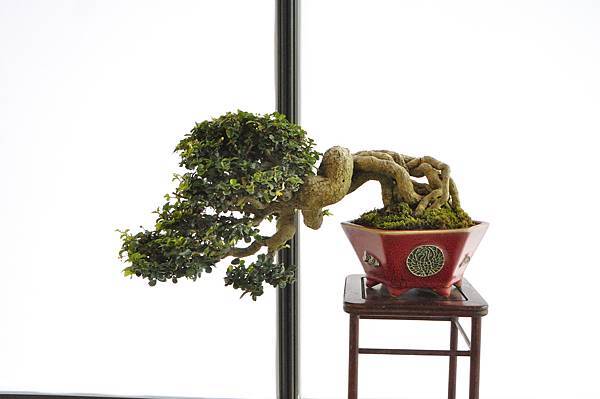 2025台中盆栽展_131.JPG