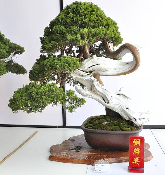 2025台中盆栽展_134.JPG