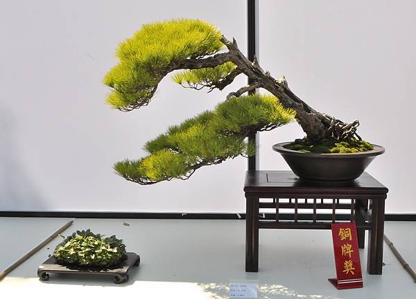 2025台中盆栽展_137.JPG