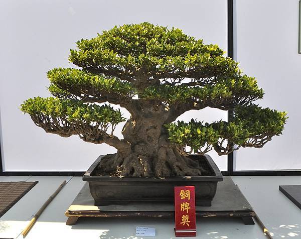 2025台中盆栽展_135.JPG
