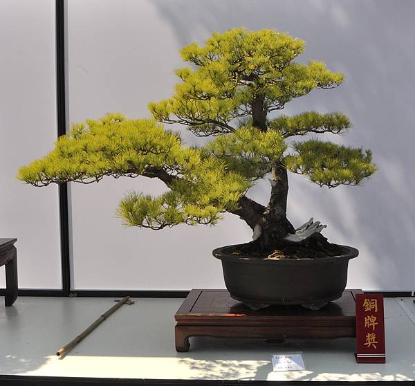 2025台中盆栽展_136.JPG