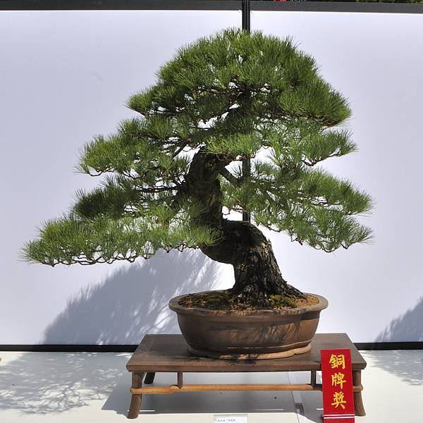 2025台中盆栽展_138.JPG