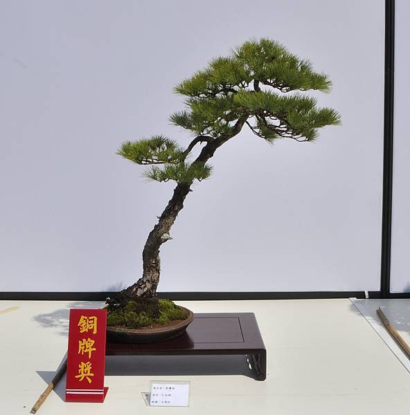 2025台中盆栽展_140.JPG