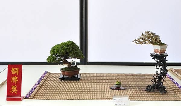2025台中盆栽展_149.JPG