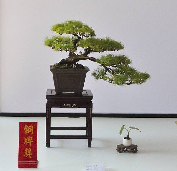 2025台中盆栽展_148.JPG