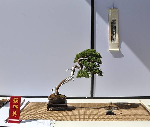 2025台中盆栽展_147.JPG