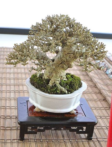 2025台中盆栽展_159.JPG