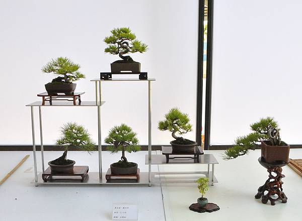 2025台中盆栽展_162.JPG