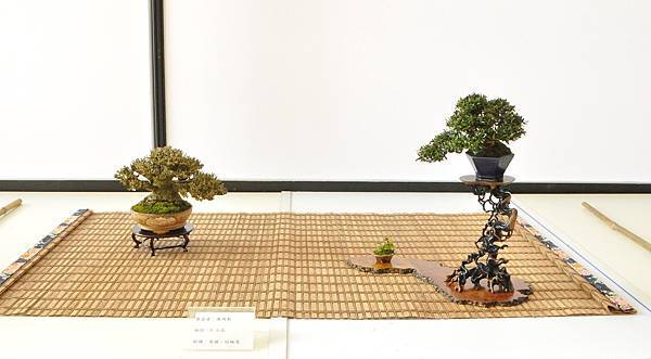 2025台中盆栽展_163.JPG
