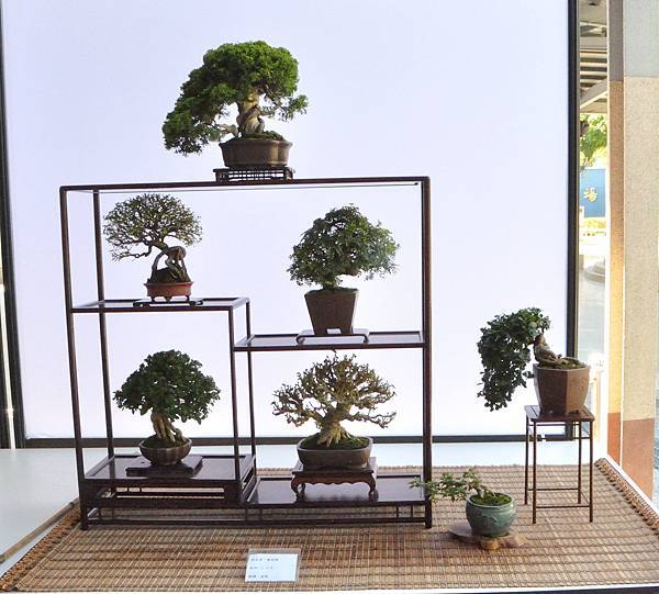 2025台中盆栽展_161.JPG