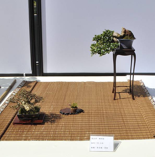 2025台中盆栽展_165.JPG