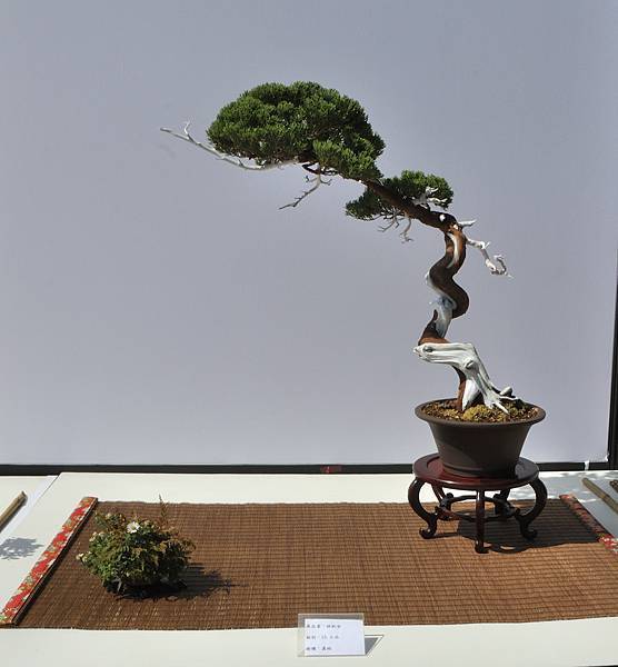 2025台中盆栽展_166.JPG