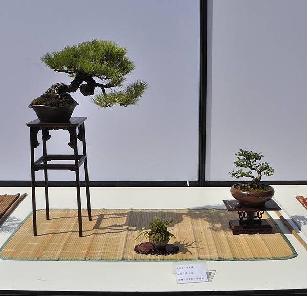 2025台中盆栽展_167.JPG