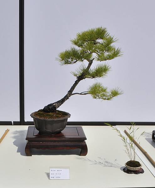 2025台中盆栽展_171.JPG