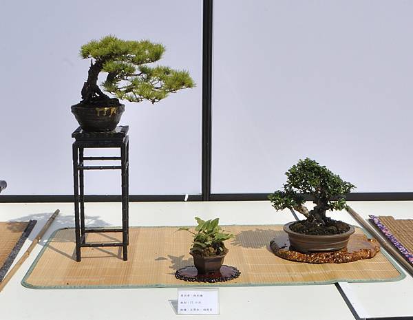 2025台中盆栽展_170.JPG