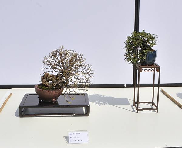 2025台中盆栽展_172.JPG