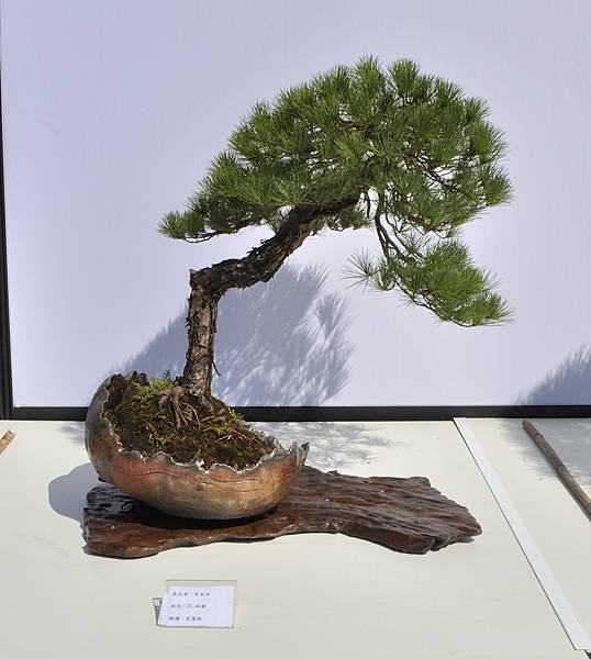 2025台中盆栽展_174.JPG