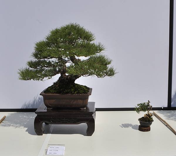 2025台中盆栽展_177.JPG
