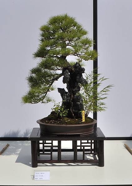 2025台中盆栽展_176.JPG
