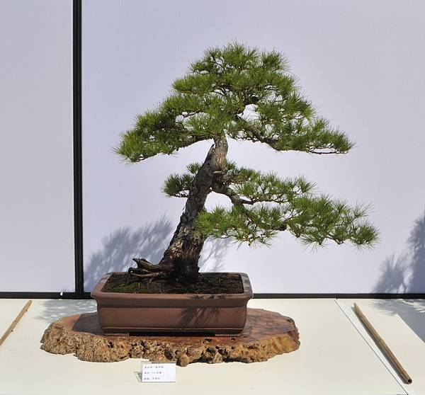 2025台中盆栽展_178.JPG