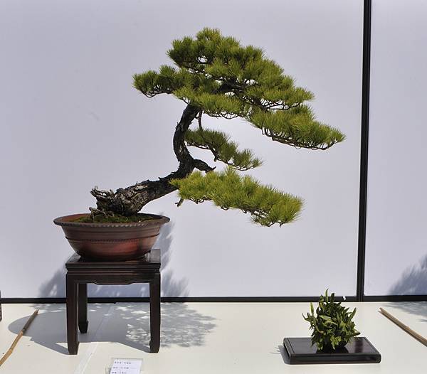 2025台中盆栽展_179.JPG