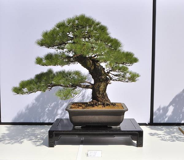 2025台中盆栽展_180.JPG