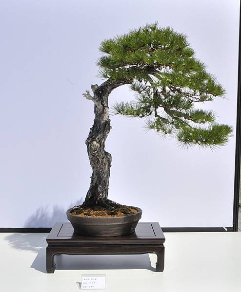 2025台中盆栽展_181.JPG