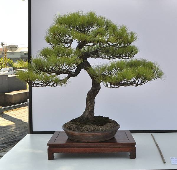 2025台中盆栽展_182.JPG