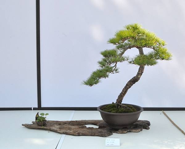 2025台中盆栽展_183.JPG