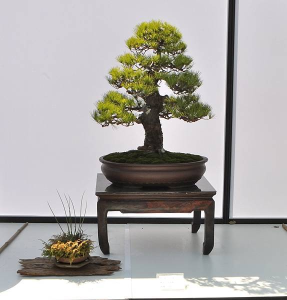 2025台中盆栽展_185.JPG