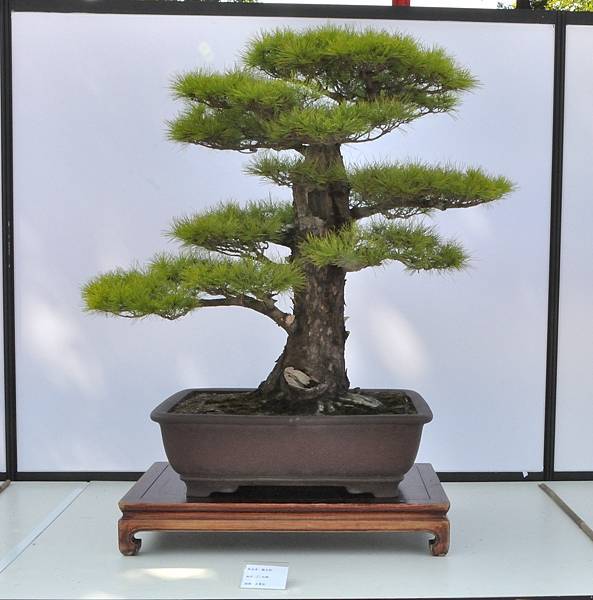 2025台中盆栽展_187.JPG