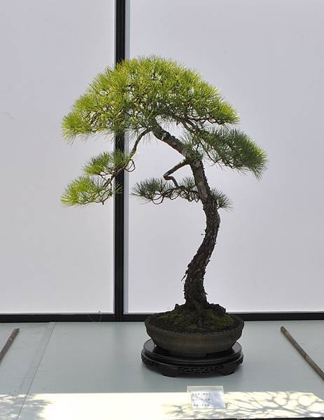 2025台中盆栽展_191.JPG