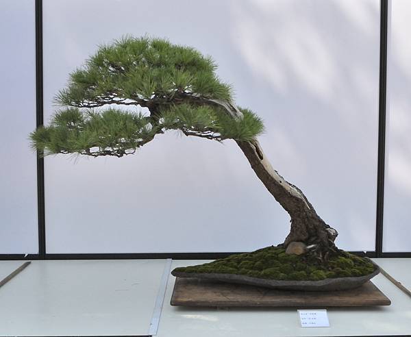 2025台中盆栽展_189.JPG