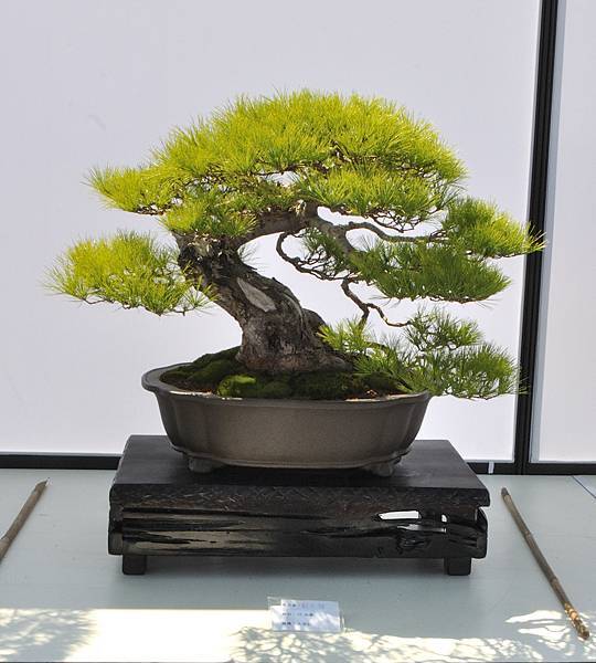 2025台中盆栽展_192.JPG